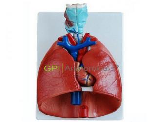 GPI/A13012喉、心、肺模型