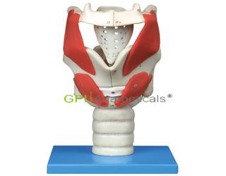 GPI/A13005喉結構與功能放大模型