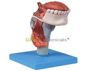 GPI/A13003喉連舌、牙模型