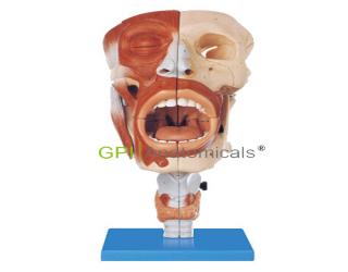 GPI/A13001鼻、口、咽、喉腔模型