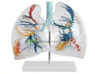 GPI/A13009透明肺段模型