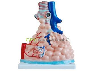 GPI/A13011/1肺泡放大模型
