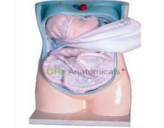 GPI/A12506腹膜與內臟模型