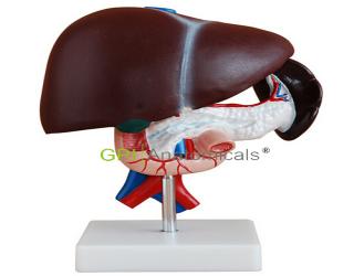 GPI/A12503C脾、胰、肝、十二指腸解剖模型