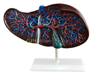 GPI/12503肝與膽囊模型