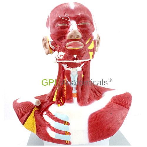 GPI/A18115人體頭頸胸肌肉解剖模型