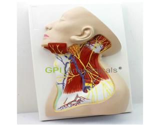 GPI/A18109頸部神經模型