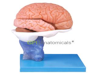 GPI/A18114-2 15部分腦解剖模型