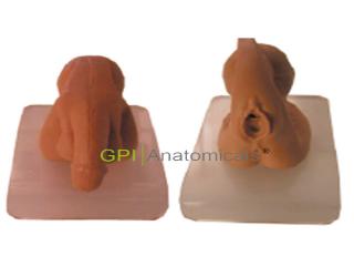 GPI/WL21膀胱鏡及導尿技能訓練模型
