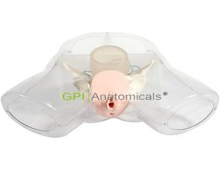 GPI/1012女性宮腔電切模型