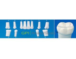 GPI/A5SAN-500評價系統用牙體模型