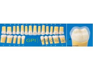 GPI/A20-500具有自然硬度的復合樹脂牙