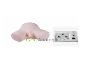 GPI/H17E/1電子男性導尿模型