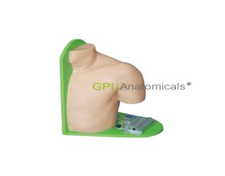 GPI/CK20133肩關節穿刺模型