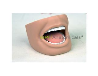 GPI/HS11-1成人全口牙可開閉模型