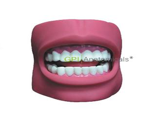 GPI/K4牙護理保健模型（帶臉頰，自然大）