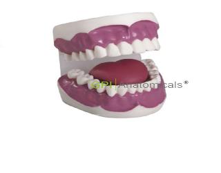 GPI/K2牙護理保健模型（28顆牙，放大3倍）