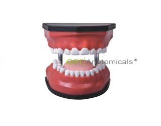 GPI/K3豪華型牙護理保健模型（32顆牙,可脫卸）